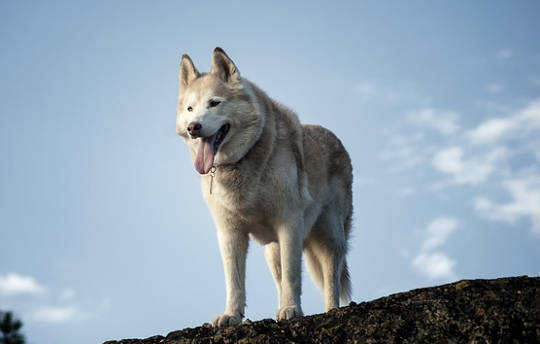 Thousands Of Years Ago, American Dogs Mysteriously Vanished Thousands Of Years Ago, American Dogs Mysteriously Vanished